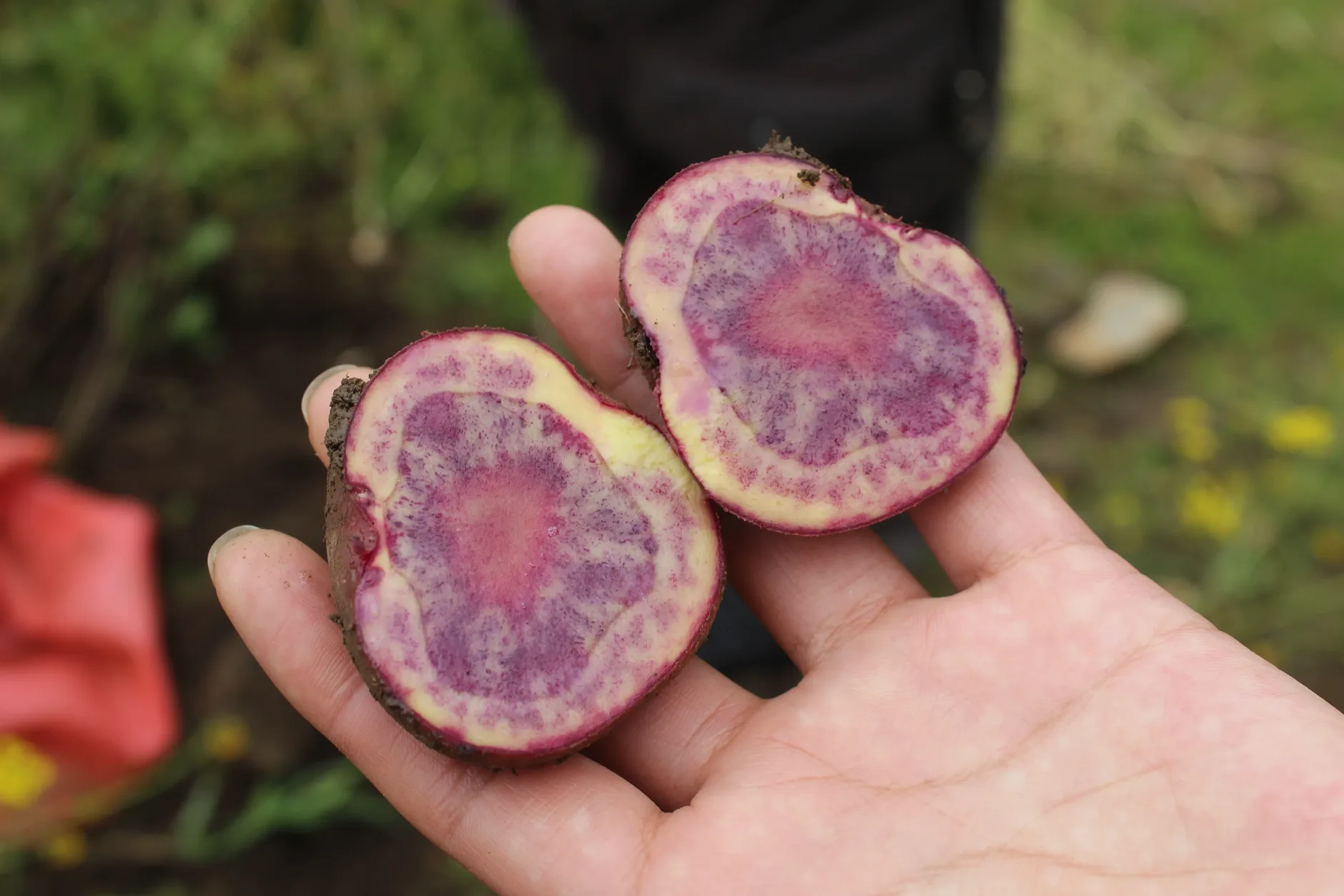 Papa nativa andina partida mostrando anillos concéntricos en tonos fucsia y crema