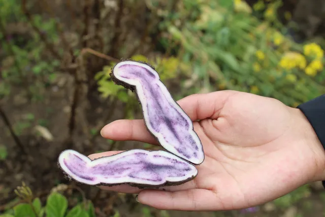 Mano sosteniendo rodajas de papa nativa morada