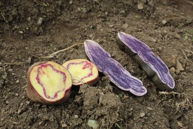 Rodajas de papas nativas moradas y rojas sobre tierra