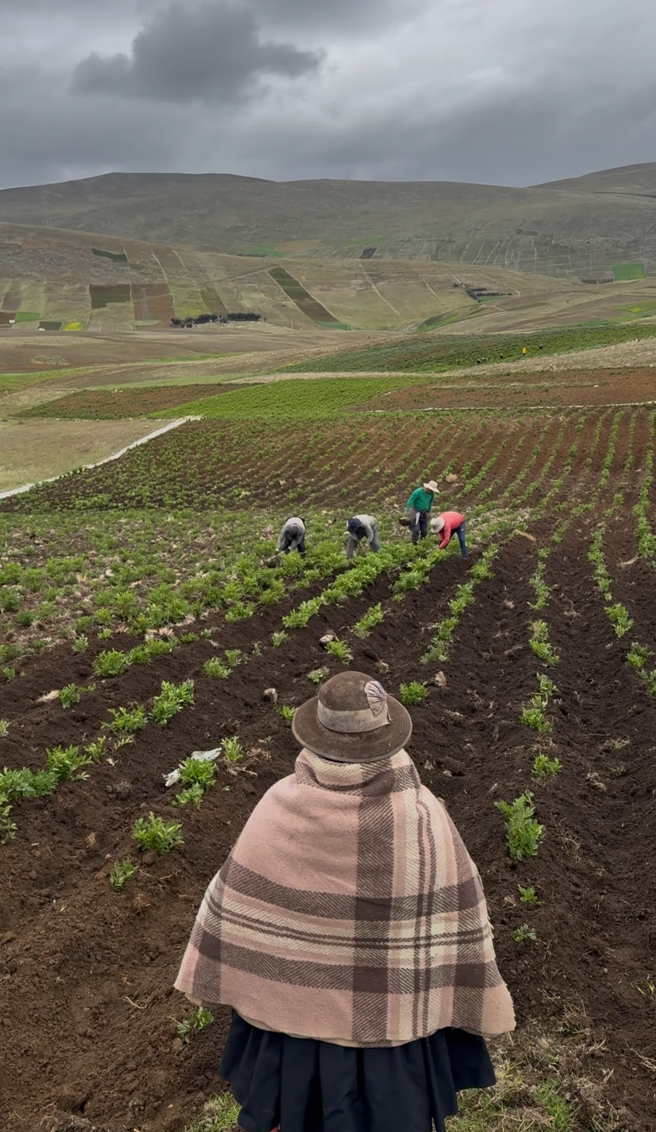 Agricultores sembrando papas nativas en los Andes