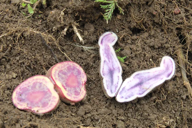 Papas nativas moradas y rosadas cortadas sobre tierra