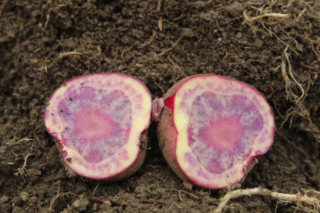 Papa nativa de anillos rosados partida a la mitad