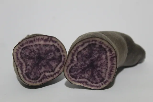 Papa nativa oscura con pulpa morada en estudio