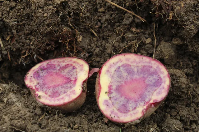 Papa nativa con anillos fucsia partida sobre tierra