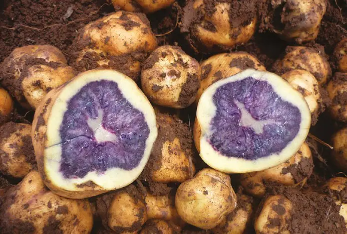 100% Papas nativas orgánicas