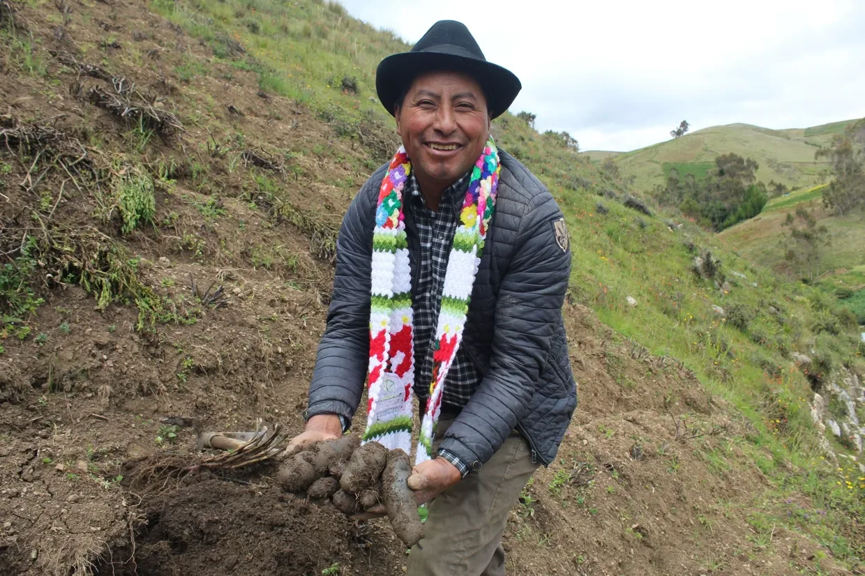 Agricultor andino con sombrero sosteniendo papas nativas recién cosechadas