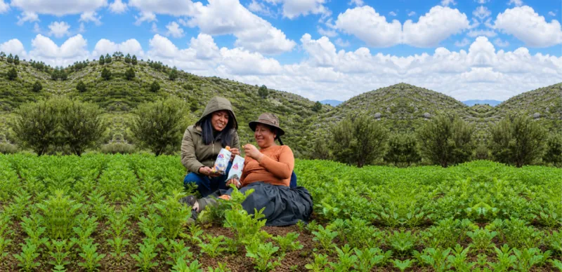 Agricultoras andinas en su campo de papas nativas, compartiendo Pacha Chips