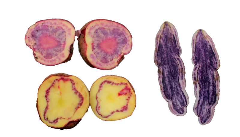 Papas nativas andinas cortadas al medio — moradas, amarillas con anillo rosa y azules